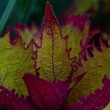 Harlow Carr 20240722 171616 copy