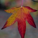 Harlow Carr 20241103 151538 copy