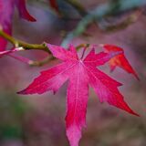 Harlow Carr 20241103 151725 copy