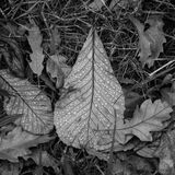 Harlow Carr 20241103 151845 copy