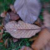 Harlow Carr 20241103 152036 copy