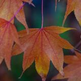 Harlow Carr 20241103 153822 01 copy