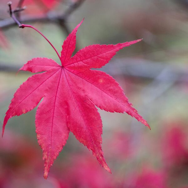 Harlow Carr 20241103 153928 copy