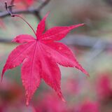 Harlow Carr 20241103 153928 copy