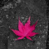 Harlow Carr 20241103 154016 copy