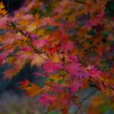 Harlow Carr 20241103 154249 copy