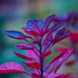 Harlow Carr 20241103 154447 copy