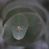 Harlow Carr 20241103 154912 copy