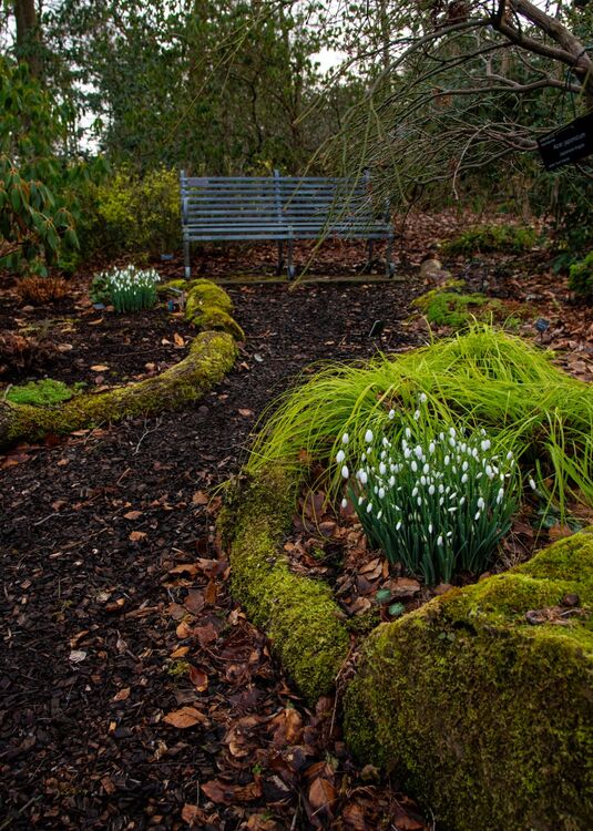 Harlow Carr 20250202 145959