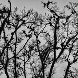 Harlow Carr 20250202 152634 copy