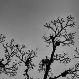 Harlow Carr 20250202 152901 copy