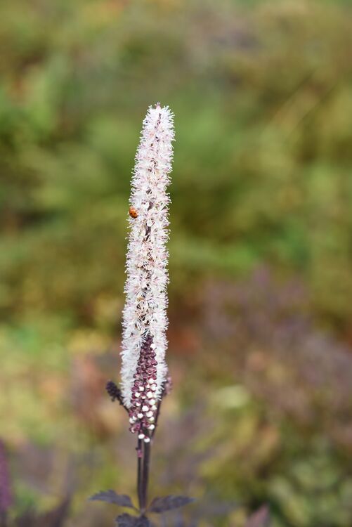 Harlow Carr 20251006 115928