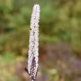 Harlow Carr 20251006 115928