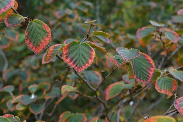 Harlow Carr 20251006 120115