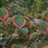 Harlow Carr 20251006 120115