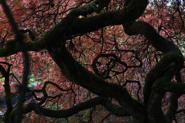 Harlow Carr 20251006 120851