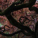 Harlow Carr 20251006 120851