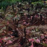 Harlow Carr 20251006 121100