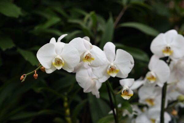 Harlow Carr 20251006 123541