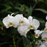 Harlow Carr 20251006 123541