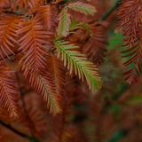 Harlow Carr 20251026 134138-DxO DeepPRIME 3-1 copy