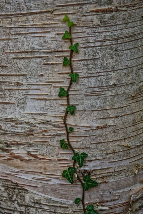 Harlow Carr 20251026 134646 01-DxO DeepPRIME 3-1 copy