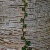 Harlow Carr 20251026 134646 01-DxO DeepPRIME 3-1 copy