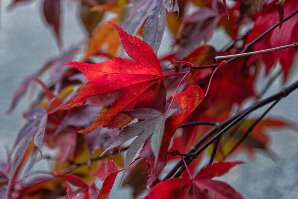 Harlow Carr 20251026 135252-DxO DeepPRIME 3-1 copy