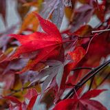 Harlow Carr 20251026 135252-DxO DeepPRIME 3-1 copy