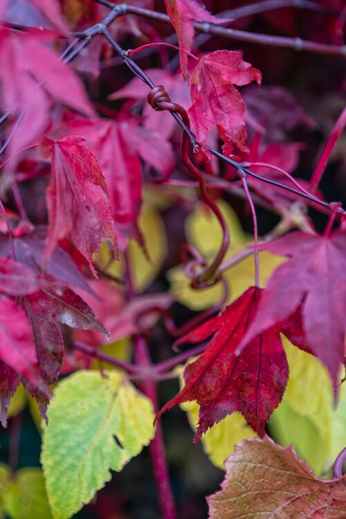 Harlow Carr 20251026 135516-DxO DeepPRIME 3-1 copy
