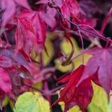 Harlow Carr 20251026 135516-DxO DeepPRIME 3-1 copy