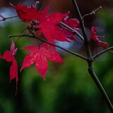 Harlow Carr 20251026 135835-DxO DeepPRIME 3-1 copy