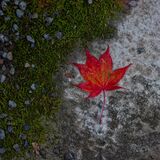 Harlow Carr 20251026 135851-DxO DeepPRIME 3-1 copy