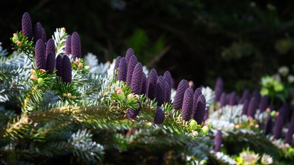 Harlow Carr 20260504 120301