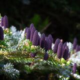 Harlow Carr 20260504 120301