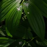 Harlow Carr 20260504 121637