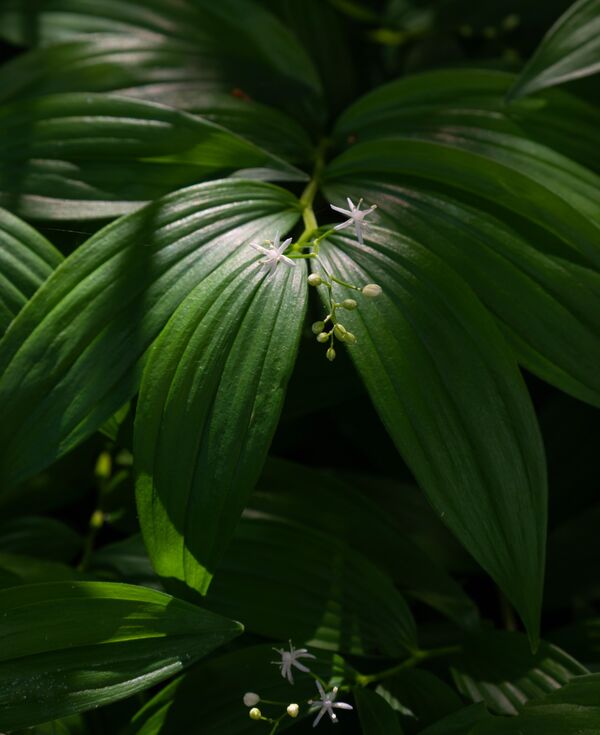 Harlow Carr 20260504 121646