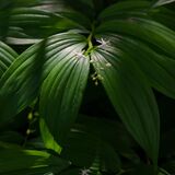 Harlow Carr 20260504 121646