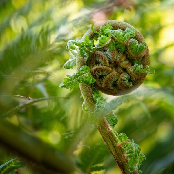 Harlow Carr 20260504 122759-1
