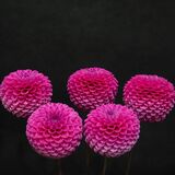 Harrogate Flower Show 20240915 114601 copy