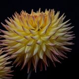 Harrogate Flower Show 20240915 114744 copy