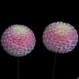 Harrogate Flower Show 20240915 114818 copy