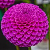 Harrogate Flower Show 20240915 114905 copy