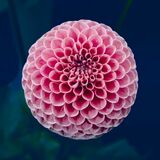 Harrogate Flower Show 20240915 115131 copy