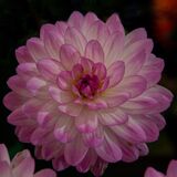 Harrogate Flower Show 20240915 115457 copy