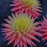 Harrogate Flower Show 20240915 115551 copy