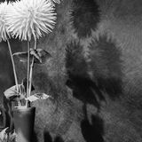 Harrogate Flower Show 20240915 120027 copy