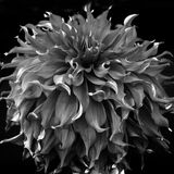 Harrogate Flower Show 20240915 120213 copy