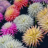 Harrogate Flower Show 20240915 120411 copy