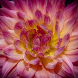 Harrogate Flower Show 20240915 120631 copy